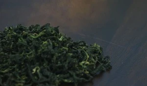 Unique Flavor Organic Coastal Hogfennel leaf Tea in Bulk