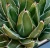 Import Viktooria agaav Succulent Natural Green Plant Indoor Outdoor from China