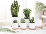 White Ceramic Office Home Balcony Garden Decorated Small Round Orchid Flower Bonsai Pots Planters With Bamboo Tray In Bulk