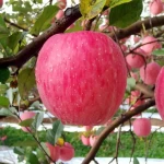 Wholesale Chinese Organic Sweet Apple Fresh red Fuji apple