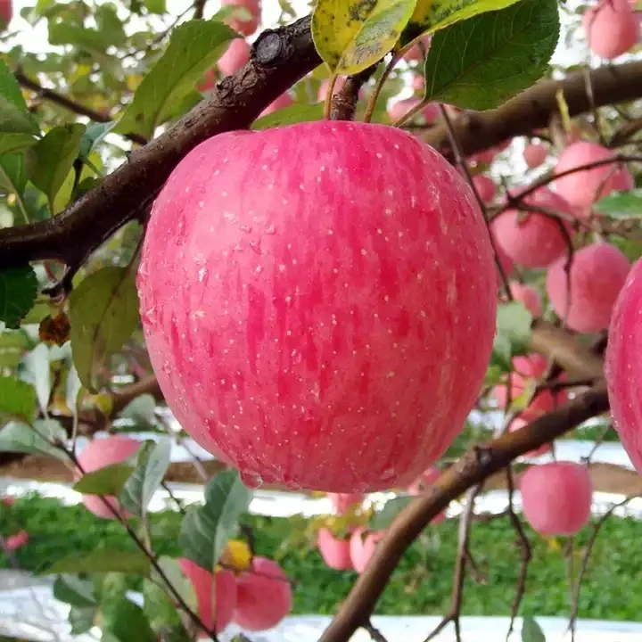 Wholesale Chinese Organic Sweet Apple Fresh red Fuji apple