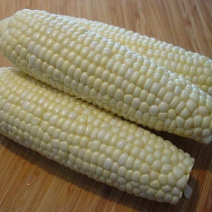 Wholesale Supplier Yellow Corn & White Corn/Maize for Human & Animal Feed FOR SALE!!