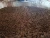 Import Wood Pellet from Germany
