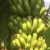Import Yellow Banana G9 Banana  Fresh Bananas at Reasonable &amp; Wholesale Price from India