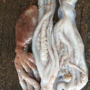 Zhanhua Fresh Frozen Octopus Long Leg / Short Leg 300-500g