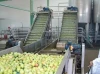 mango processing line