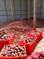Crisp Red Onions Ideal for Grilling and Garnishing