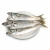 Import Frozen grey mullet fish from Belgium