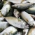 Import Frozen Sardine Fish Top Quality Seller from Belgium