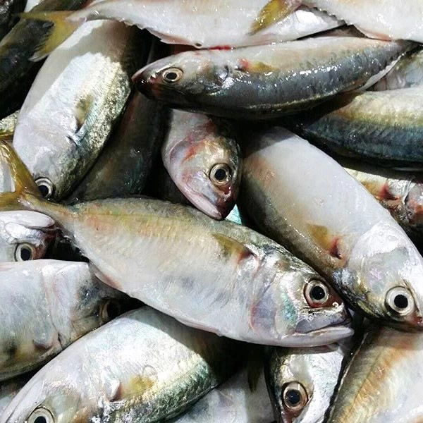 Buy Frozen Fresh Banito Fish from Emmanuel Tchatchwa, Belgium ...