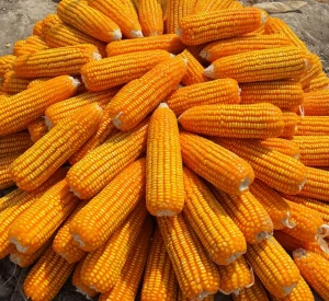 Disease and Lodging Resistance Maize for Grains Corn Seeds
