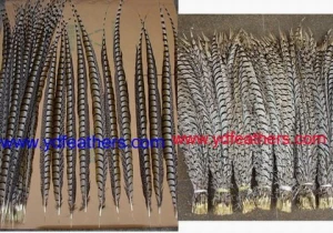 Lady Amhurst Tail Feather for wholesale