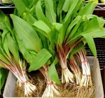 High quality Wild Leeks export