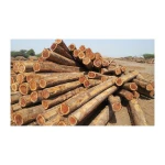 Affordable eucalyptus logs supplied in volume for reliable export and trade