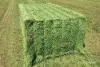 Quality Cattle Alfalfa Cubes, Alfalfa Hay