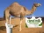 Import Camel Milk from South Africa