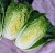 Import Chines Cabbage from Indonesia