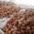 Import Semi Husked Coconut from Indonesia