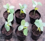 Fully Bio-Based Degradable Nursery Pots