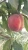Import peaches from Uzbekistan