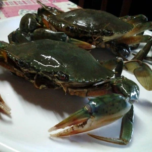 Frozen & Live Mud Crab