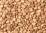 Fava Beans