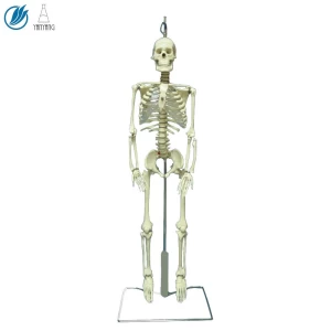Human cheap plastic skeletons, Teaching Resources model of the 180 cm human skeleton