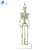 Import Human cheap plastic skeletons, Teaching Resources model of the 180 cm human skeleton from China