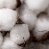Hot sell Bulk Raw Cotton For Sale, Factory price
