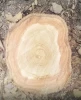 Teak Logs  for sale