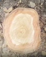 Teak Logs  for sale