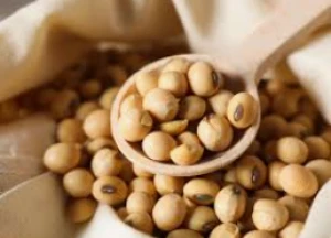 High Quality Soybeans