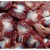 Import best quality fresh chicken Gizzard from South Africa