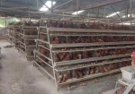 Automatic battery cage systems