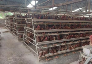 Automatic battery cage systems