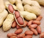 Organic Blanched Roasted Peanuts Food Grade Raw and Dry for Peanut Cultivation Wholesale Supply