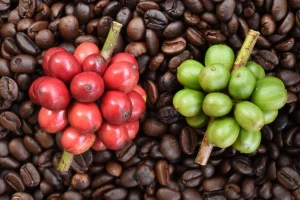 Arabica coffee beans