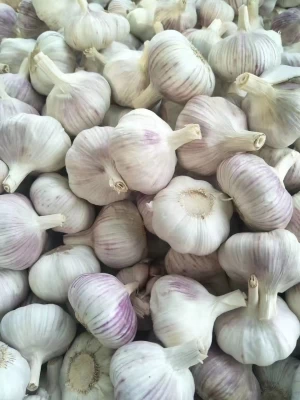 6.5-7.0CM Fresh Garlic