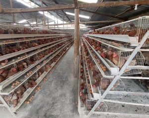 Poultry Farms In Abuja Nigeria