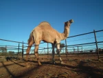 Australian free ranged camel