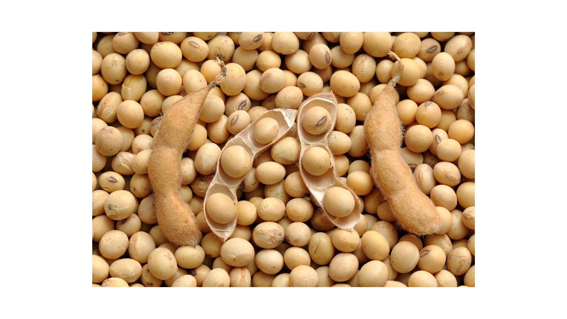 Buy Soybeans from Capsolix LTD, United Kingdom