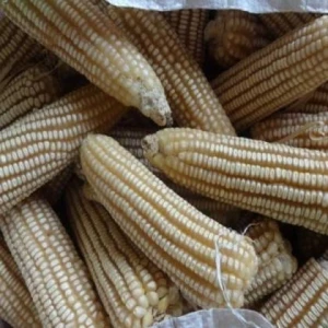 Dried White Corn / White Meize for Sale
