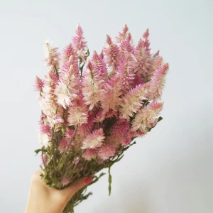 Decorative Dried Flowers Phoenix-tails Fern Natural Dried Ombre Grass