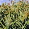 High Quality Sorghum For Sale