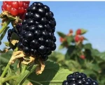 100 Seeds Hybrid Black Raspberry Seedlings For Planting