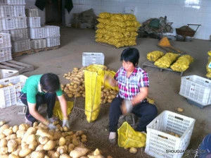2019  fresh chinese yellow potato all size (S M L 2L ) from owned farm supplying all the year round to the world
