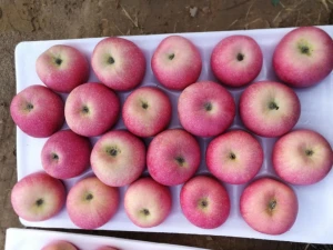 2020 new fuji apple fresh apples exporters