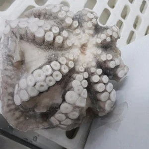 4/6 Frozen Octopus Balltype 1*30lbs/ctn have stock in United States