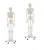 Import Anatomical Skeleton Model With Transparent Sernum from China