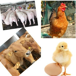 Animal Nutrition Premix Cattle Fattening Vitamins Powder